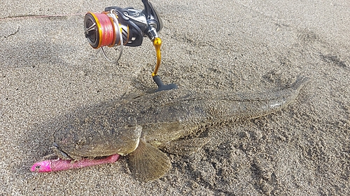 マゴチの釣果