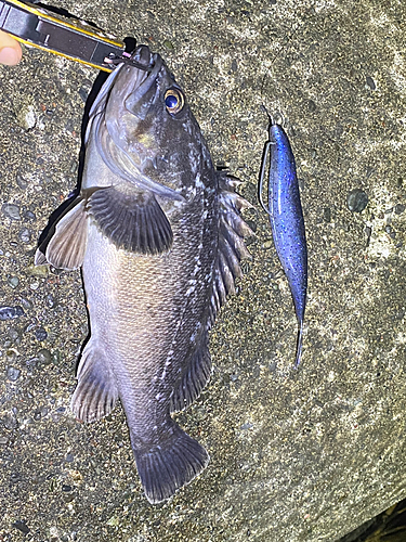 クロソイの釣果