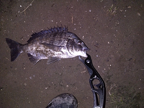 クロダイの釣果