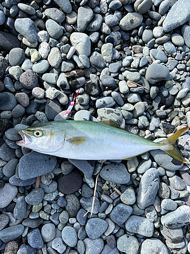 ワカシの釣果