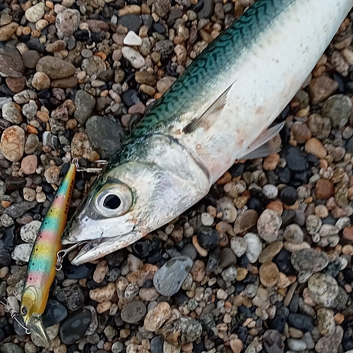 サバの釣果