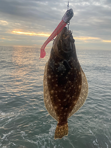 ソゲの釣果