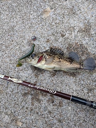 クロソイの釣果