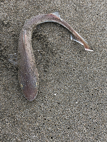 サメの釣果