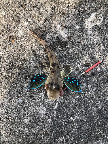 ホウボウの釣果