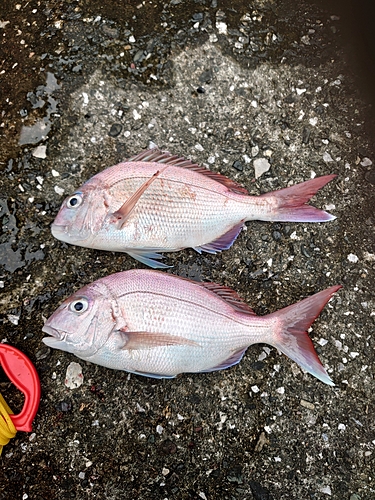 タイの釣果