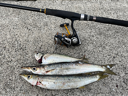 アカカマスの釣果