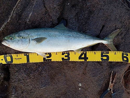 イナダの釣果