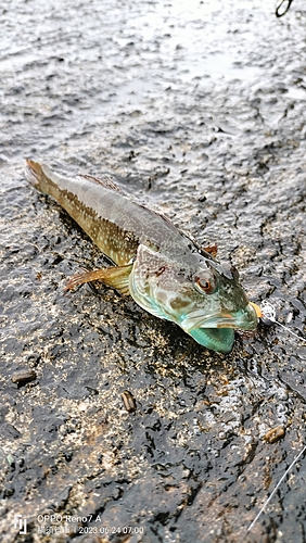 アナハゼの釣果