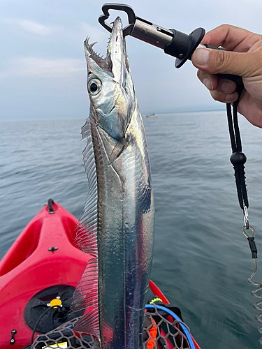 タチウオの釣果