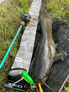 ナマズの釣果