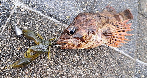 ヨロイメバルの釣果