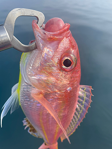 ソコイトヨリの釣果