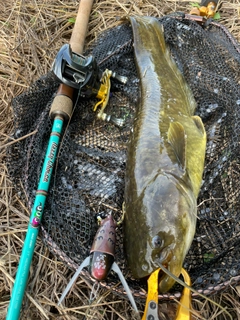 ナマズの釣果