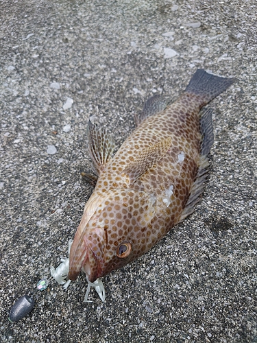 オオモンハタの釣果