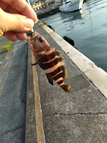 アオハタの釣果