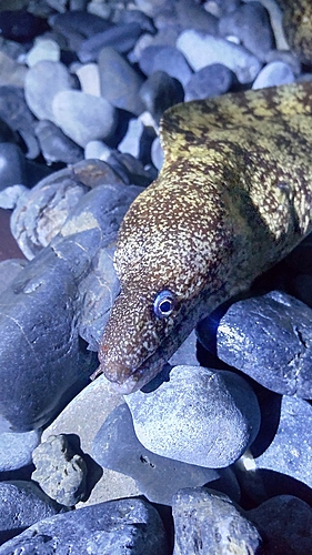 ウツボの釣果