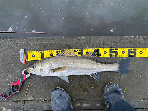 シーバスの釣果