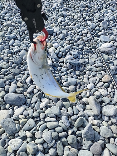 ワカシの釣果