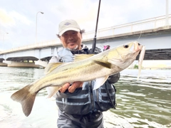 シーバスの釣果