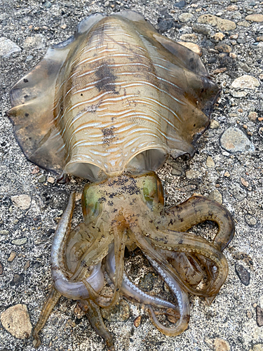 アオリイカの釣果