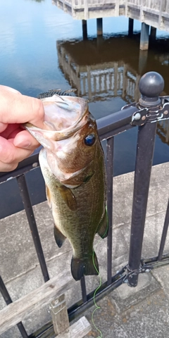 ラージマウスバスの釣果