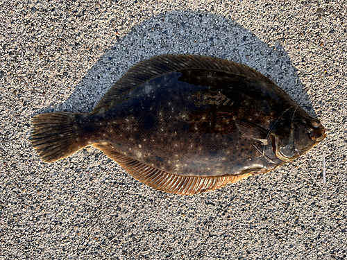 カレイの釣果