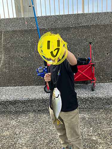 コノシロの釣果