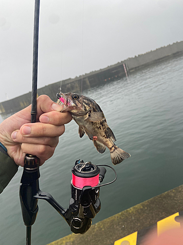 ソイの釣果