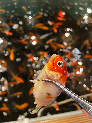 キンギョの釣果