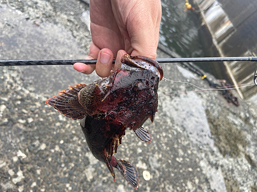 カジカの釣果