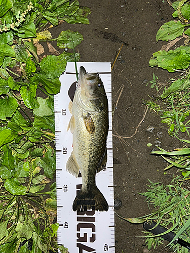 ブラックバスの釣果