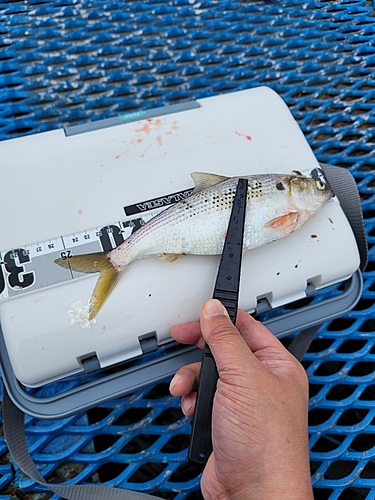 コノシロの釣果