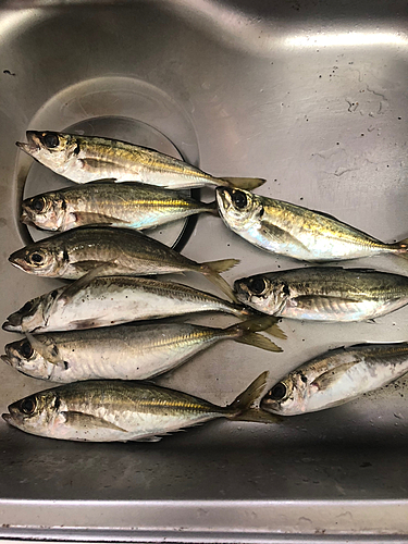 アジの釣果