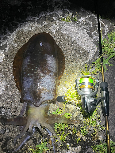 アオリイカの釣果