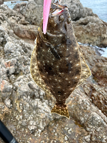 ソゲの釣果