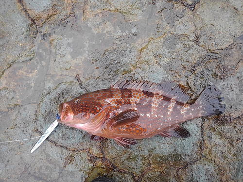 キジハタの釣果