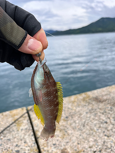 ベラの釣果