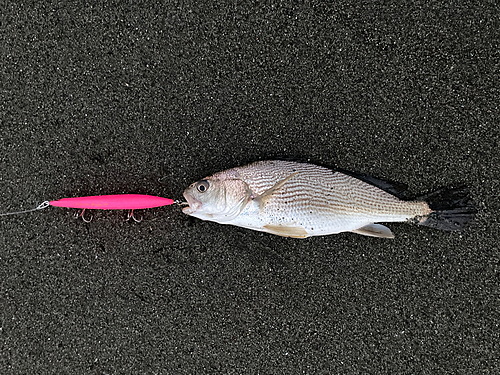 イシモチの釣果