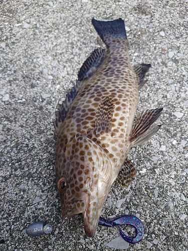 オオモンハタの釣果