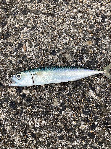 サバの釣果