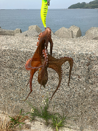 マダコの釣果