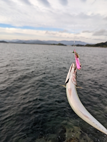 サバの釣果