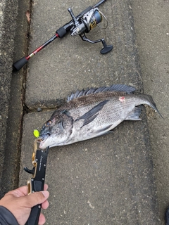 チヌの釣果