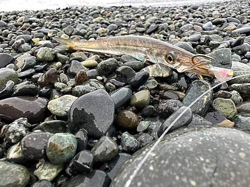 カマスの釣果