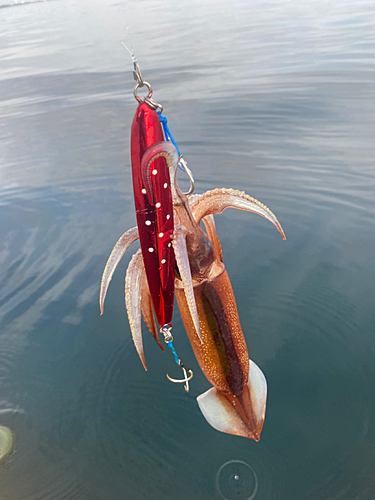 スルメイカの釣果