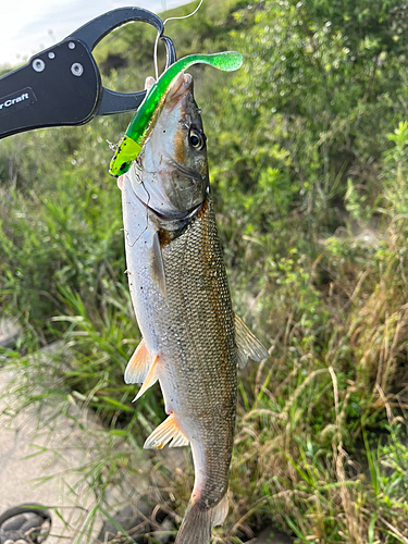 ウグイの釣果