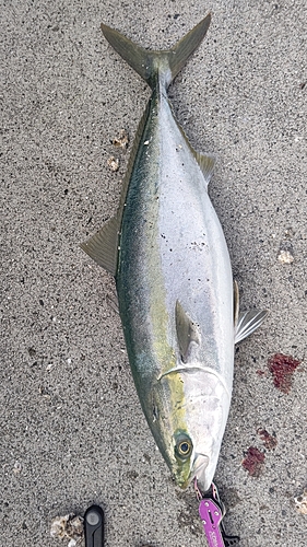 ハマチの釣果