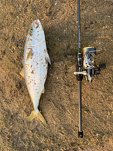 ハマチの釣果