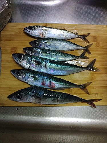 サバの釣果